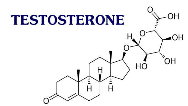 Testosterone đóng vai trò quan trọng trong hoạt động sinh lý ở nam giới