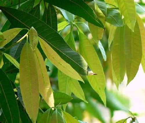 Nhiều người quen thuộc với loại trái cây nhiệt đới ngọt ngào đến từ cây xoài, nhưng bạn có thể không biết rằng lá của cây xoài cũng có thể ăn được. Lá xoài xanh non rất mềm nên được nấu chín và ăn ở một số nền văn hóa. Vì lá được coi là rất bổ dưỡng, chúng cũng được sử dụng để làm trà và bổ sung.