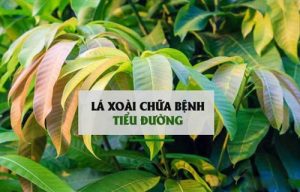 Tác dụng của lá xoài non đối với sức khỏe và đời sống