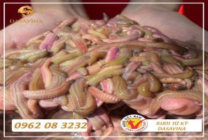 Chả rươi Tứ Kỳ có mùi thơm hấp dẫn và vị ngọt đậm, béo ngậy.
